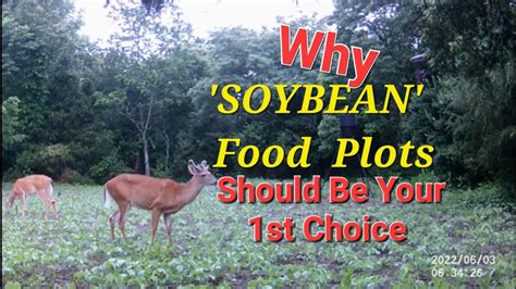 SOYBEANS ' Why It Is The Best Whitetail Deer Food Plot' - YouTube