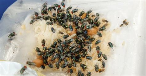 What Do House Flies Eat? 15+ Foods They Feast On - A-Z Animals