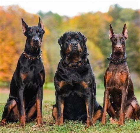 Imagen insertada | Perros rottweiler, Perros peligrosos, Perros doberman