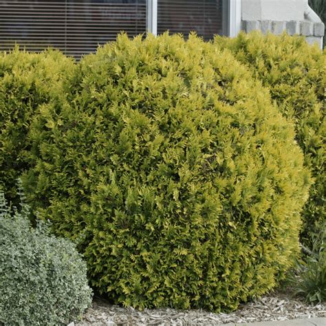 Golden Globe Arborvitae Hedge | Brecks Premium Bulbs