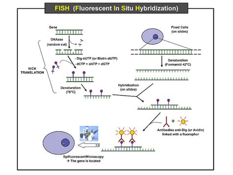 Fluorescence In Situ Hybridization (FISH) protocol - Creative BioMart