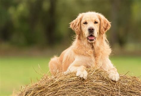 300+ Golden Retriever Names For Your Happy & Loveable Retriever | All ...