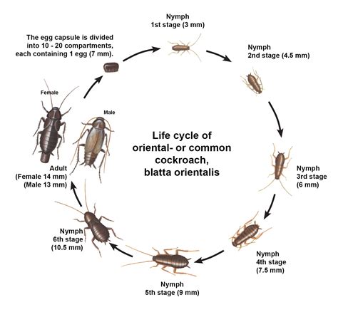 The Oriental cockroach – Coming to a sewer near you