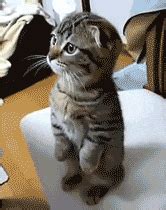 Cat Hello GIF - Find & Share on GIPHY