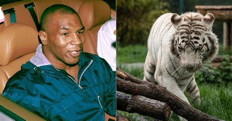 What Happened to Mike Tyson's Pet Tiger of 16 Years?