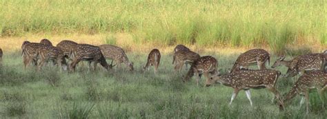 Kanha National Park Madhya Pradesh, India | Kanha Tiger Reserve