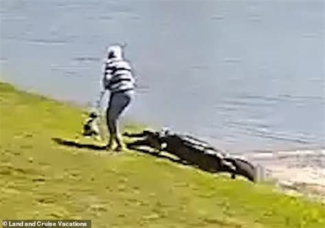 Footage shows 10ft alligator stalking 85-year-old woman before bursting ...