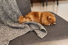 Red Colored Pomeranian Dog Free Stock Photo - Public Domain Pictures