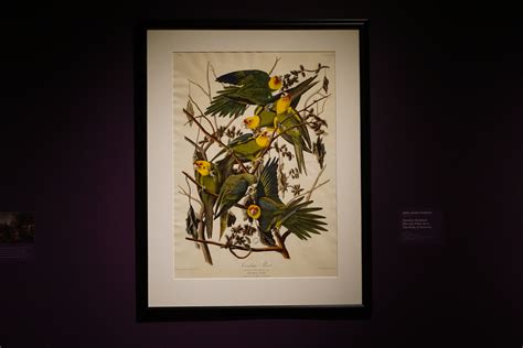 carolina parakeet - john james audubon - nature's nation at crystal bridges — Old World New