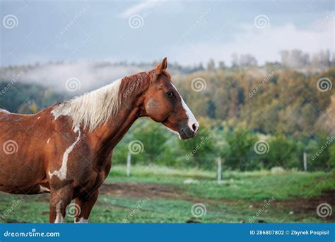 Brown Paint Horse at Ranch. Rural Scene Stock Photo - Image of freedom, copy: 286807802