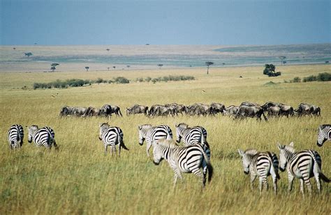 Temperate and Tropical Grasslands, Savannas, and Shrublands — Ecology Pocket Guide