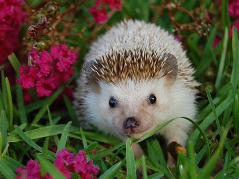 African Hedgehog | Alexandria Zoo