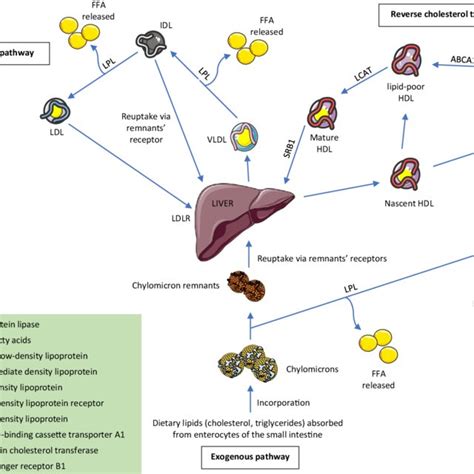 Schematic representation of lipoprotein structure | Download Scientific Diagram