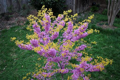 34 Gorgeous Flowering Trees For Arkansas - ProGardenTips