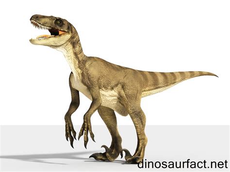 Velociraptor
