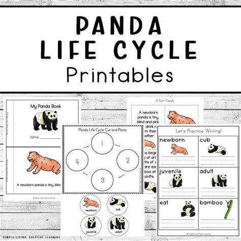 How To Draw A Life Cycle Of A Panda