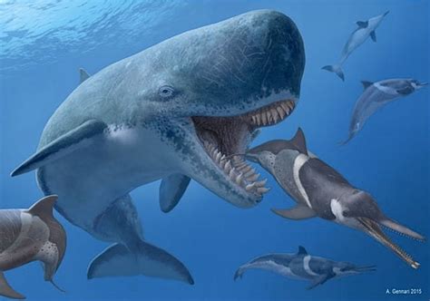 Extinct Livyatan melvillei: A prehistoric 50 ft-long sperm whale that ...