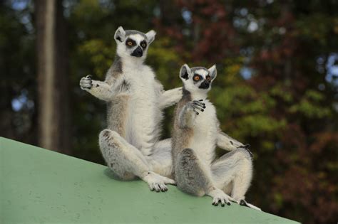 Ring-tailed Lemur - Duke Lemur Center