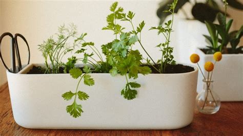 4 Best Herbs to Grow Indoors - 2021 Guide - Growing Magazine