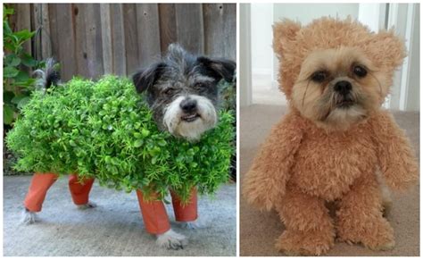 10 Unique DIY Dog Halloween Costumes | Living Rich With Coupons®