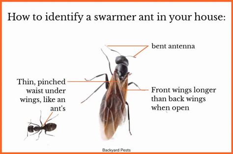 4 Reasons Why Ants Come Into Your House - Backyard Pests