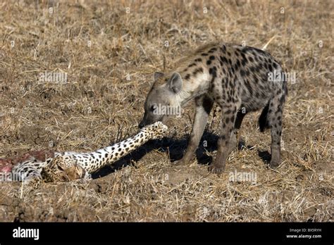 Hyena with leopard kill Stock Photo - Alamy