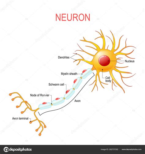 Nervo Neurone Anatomia Cellula Umano Linea Icon Nervo Icon | Porn Sex Picture