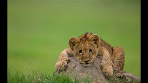 Lion cub roar , SO CUTE - YouTube