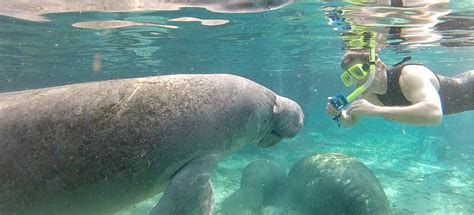 Manatee Tours | Homosassa Springs Marina