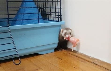 Why Ferrets Steal/Stash Things & What Can You Do About It?