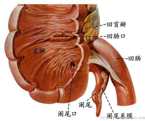 盲肠的图片和位置,盲肠位置图片 - 伤感说说吧