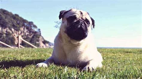 Pug Health Problems | PetCareRx