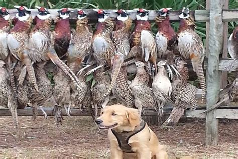 Quail Creek Plantation Okeechobee, Florida | Ultimate Pheasant Hunting