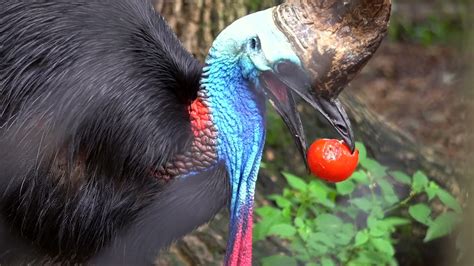 Southern Cassowary - YouTube