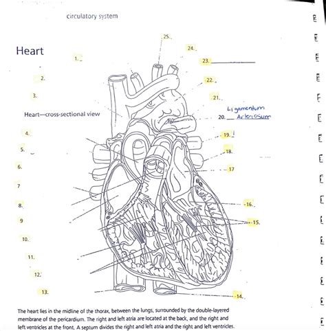 Heart- Anatomy Diagram Quiz Diagram | Quizlet