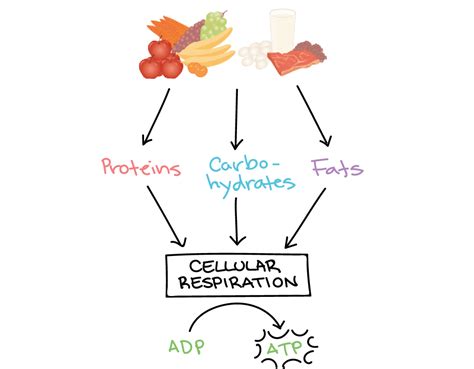 Describe Metabolism in Your Own Words