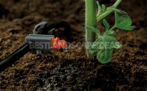 Drip Irrigation of Greenhouse - Best Landscape Ideas