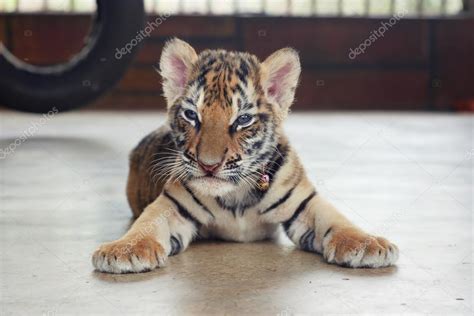 Sleeping cute baby tiger. Small tiger cub. Funny baby tiger. — Stock Photo © Mehendra #95233164