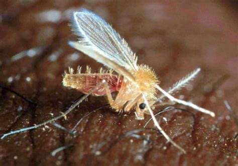 Insect of the Month (June): Sandfly, Phlebotomus duboscqi | icipe ...