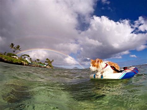 Stunning One-Eyed Cat Who Loves Swimming And Surfing In Hawaii | Bored ...