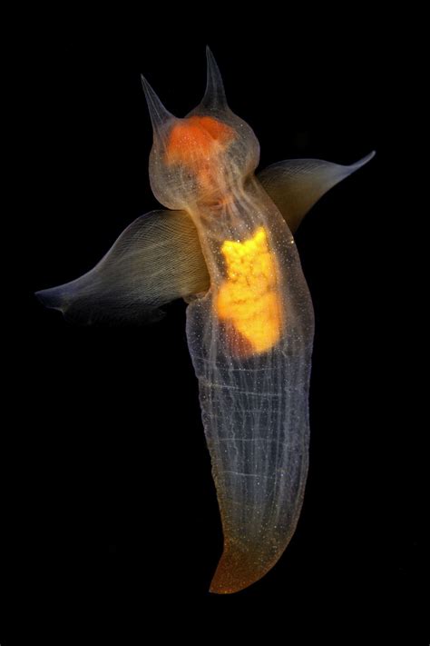 In pictures: Sea angels and other amazing undersea creatures | WIRED UK