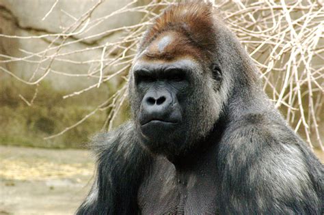 File:Gorilla 019.jpg - Wikipedia