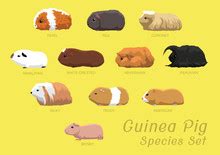 Guinea Pig Free Stock Photo - Public Domain Pictures