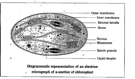 Labelled Chloroplast Micrograph