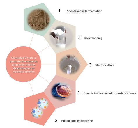 Foods | Free Full-Text | Evolution of Food Fermentation Processes and ...