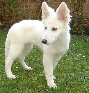 White German Shepherd Wolf Hybrid | Dog German Shepherds