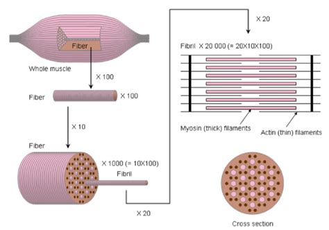 This is a view of a muscle fiber under various orders of magnification ...