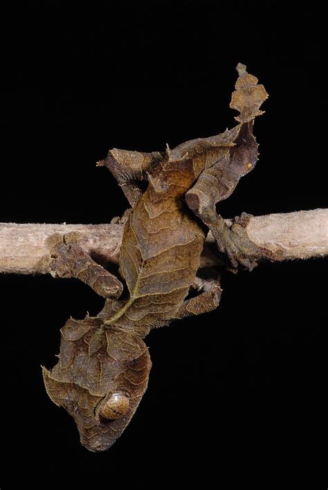 Uroplatus ebenaui | from "mainland" Northern Madagascar, pro… | Flickr