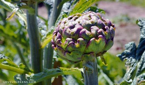 70+ Perennial Vegetables to Plant Once and Harvest for Years ...