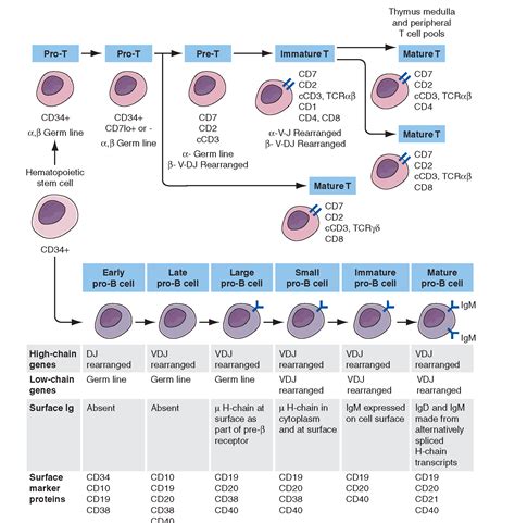 B and T Cell Development | Medical laboratory science, Medical ...